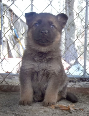 German Shepherd Puppy for sale Plymouth MA